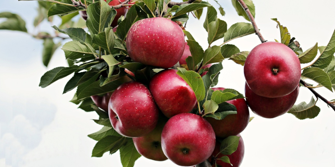 Äpfel an einem Baum