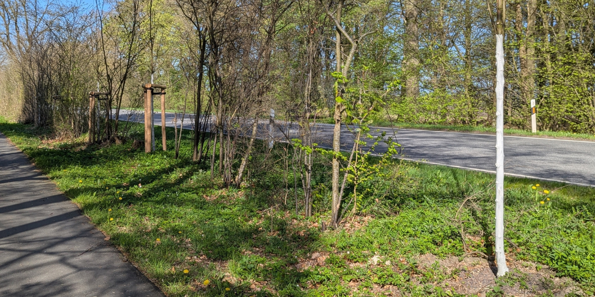 Knicks mit frisch gepflanzten Bäumen an Straße