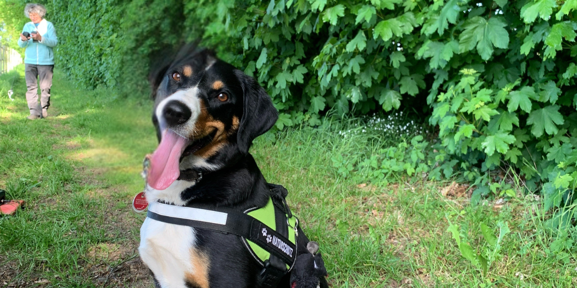 Hund vor Knick