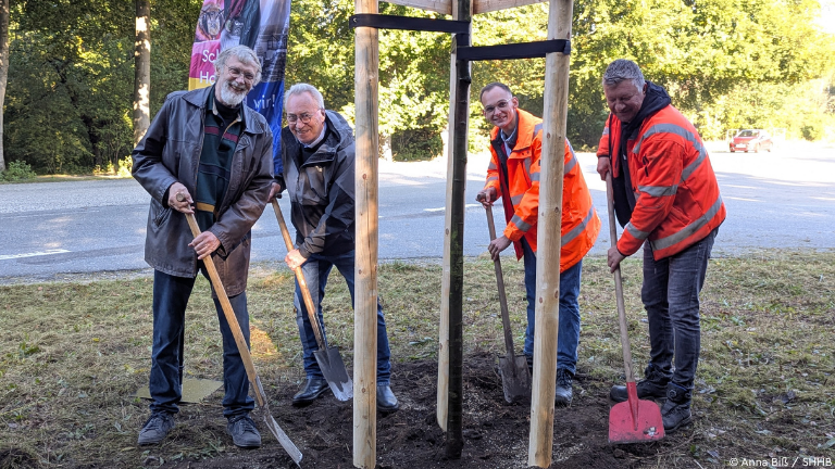 Vier Männer pflanzen einen Baum
