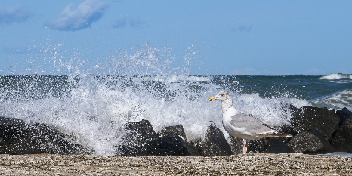 Möwe bei unruhiger See