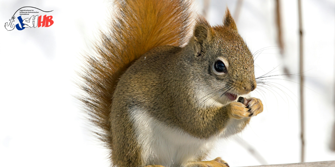 Eichhörnchen im Winter, das Nüsse ist  © Ghost Acolyte
